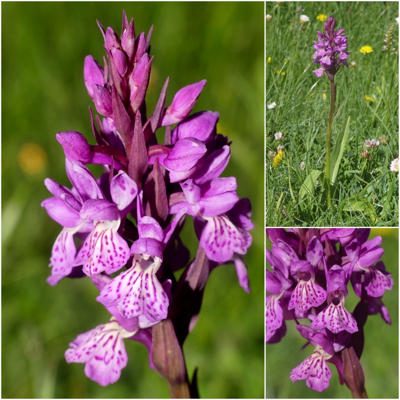 La Nigritella widderi a Pizzo di Sevo e Cima Lepri  -  luglio 2025